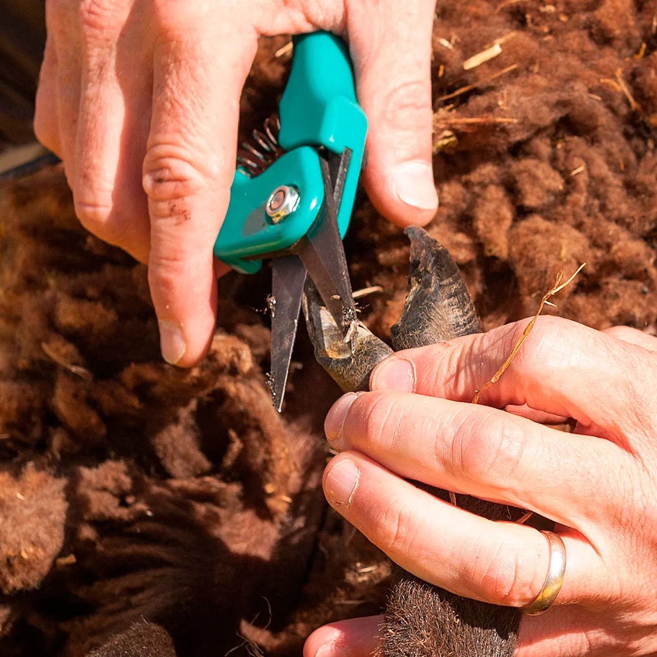 Footrot Shear Farmer Pack - Plain